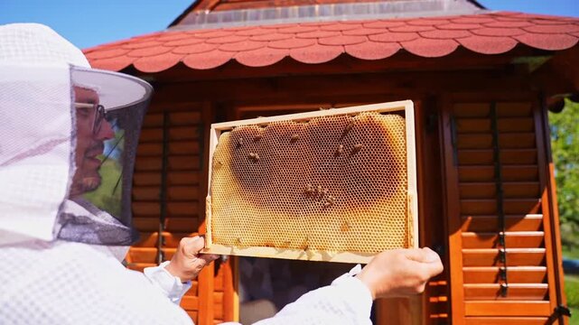 Video of a beekeeper in protective suit inspecting a honeycomb frame full of bees outside a wooden apiary. Traditional beekeeping process in sunny rural countryside environment.