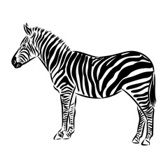 Obraz premium zebra, vector sketch