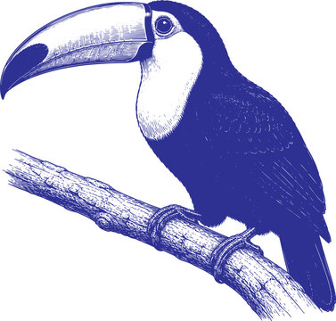 Hand Drawn Toucan Bird Sketch Vector Illustration Isolated Tropical Wildlife Ink Drawing