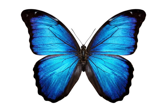 Blue morpho butterfly with open wings isolated on transparent background