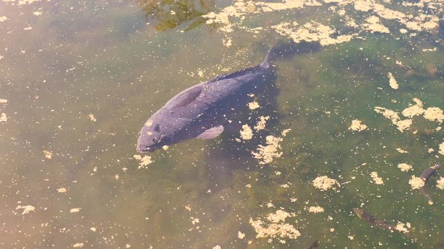 Slow motion landscape of a dark coloured common carp koi fish species swimming in a pond lagoon with algae floating on the water surface in Oshino Minamitsuru district Japan Asia tourism and wildlife