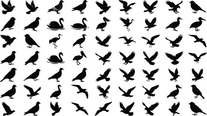 Fototapeta premium Collection of flying and standing bird silhouettes featuring pigeons, crows, swans and eagles isolated vector set