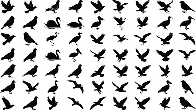 Collection of flying and standing bird silhouettes featuring pigeons, crows, swans and eagles isolated vector set