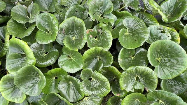 close up of green leaves growing on Giant Leopard Plant
