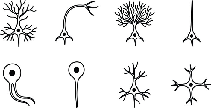 Collection of human neuron types and nerve cell morphology icons representing bipolar unipolar multipolar and pyramidal brain cells