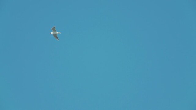 A seagull  (Laridae) in flight against a blue sky.  Slow motion