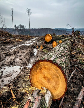 Timber logs lie on a muddy forest path after extensive industrial tree felling.