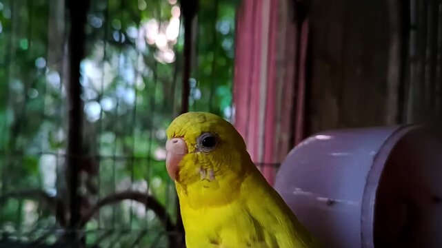 Closeup of a yellow parakeet with a blurred background