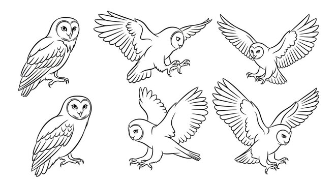 Barn Owl Sketches in Various Poses for Nature Illustration