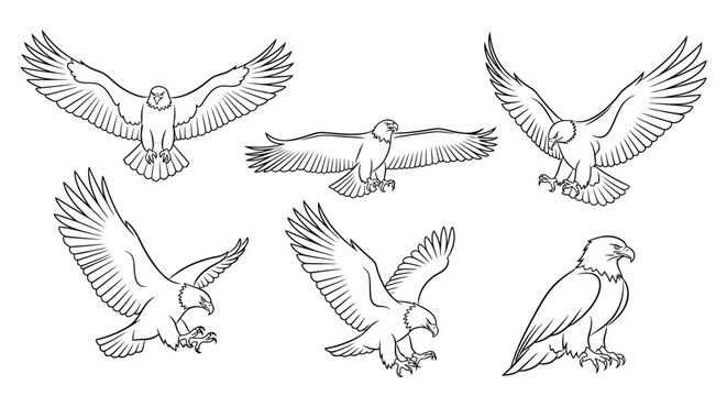 Eagle set in various flight poses, hand-drawn vector illustration