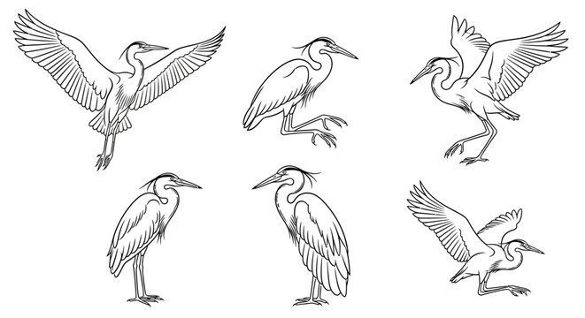 Hand-drawn set of herons in various poses, isolated black ink sketch