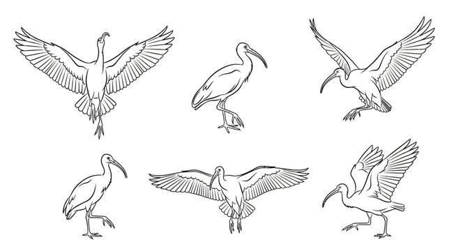 Ibis bird collection line art, hand-drawn sketches of wading birds