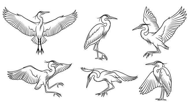 Hand-drawn set of herons in various flying and standing poses