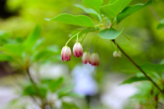 Enkianthus campanulatus flowers. Japanese  'Sarasa Dodan Tsutsuji'. Ericaceae deciduous shrub. Bell-shaped flowers with red stripes bloom in early summer.