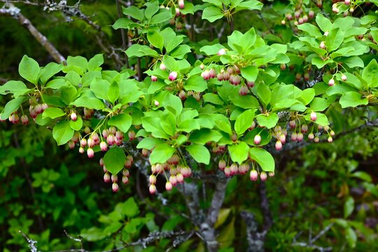 Enkianthus campanulatus flowers. Japanese  'Sarasa Dodan Tsutsuji'. Ericaceae deciduous shrub. Bell-shaped flowers with red stripes bloom in early summer.