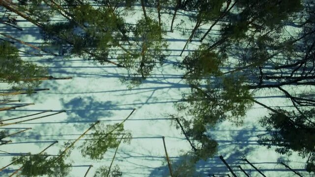 Winter Pine Forest with Long Shadows on White Snow. Drone Shot of Coniferous Trees. Bird's Eye Perspective of Sunlit Winter Forest 