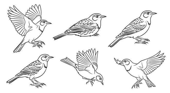 Set of Hand-Drawn Sparrows in Various Poses, Artistic Bird Illustration