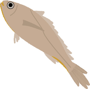 Yellow Croaker