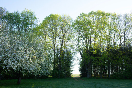 Blooming maple tree and tall green trees surrounding a path to a field in spring
