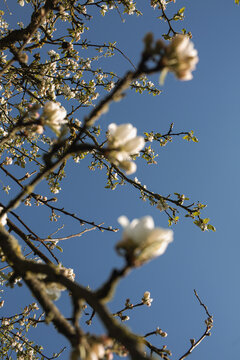 White apple blossoms blooming on tree branches against a clear blue sky