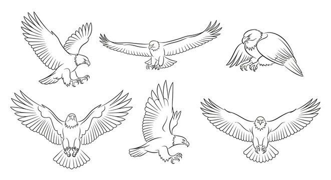 Set of hand-drawn eagle sketches in various flying and hunting poses