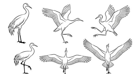 Fototapeta premium Crane Bird Poses Collection, Black and White Sketch