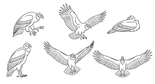 Andean Condor sketches: flying, standing, resting bird outlines