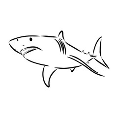 Fototapeta premium shark, vector sketch