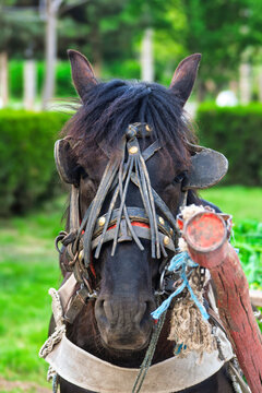 Close Up Portrait of a Working Draft Horse in Harness harness typical of Eastern Europe and the Balkan region.