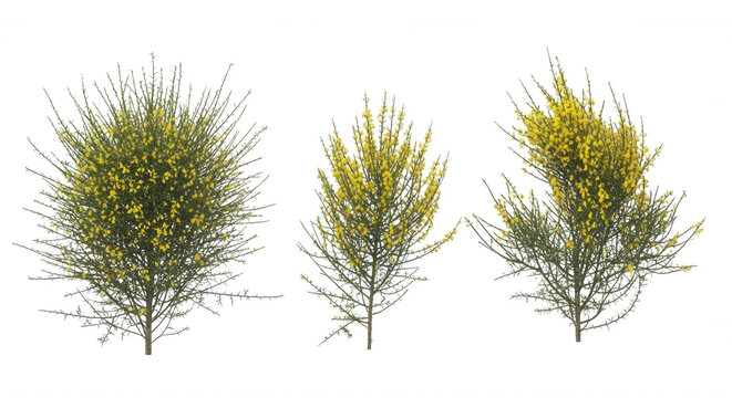 Three distinct gorse bushes with yellow flowers and green spiky branches isolated on a solid black background, for landscape