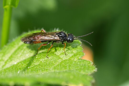 Closeup on a European sawfly, Allantus calceatus or Calceate Spindler resting on a green leaf in the garden