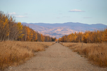 Fototapeta premium Colorful trees next to road in Alaska