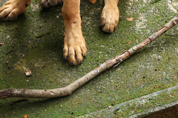 Dog paw standing near wooden stick on green moss ground outdoor waiting for play. pet displays eager anticipation and joyful readiness for fun fetch game in nature environment © CoreRock