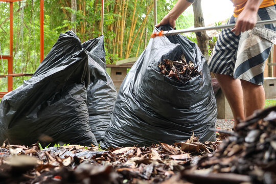 Focused diligent person sweeping dry leaf into black plastic trash bag during outdoor garden maintenance. Active man doing seasonal yard cleanup work with broom and gathering waste pile on ground