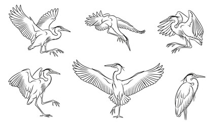Fototapeta premium Set of hand-drawn heron sketches in various dynamic flight poses