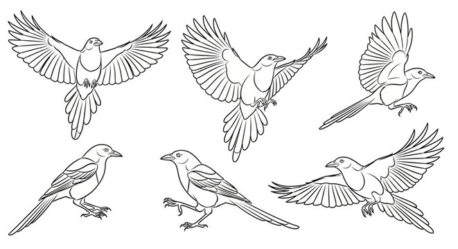 Set of Hand-Drawn Birds in Different Poses, Black and White Line Art