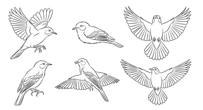 Set of Hand-Drawn Birds in Flight and Perched, Line Art Illustration