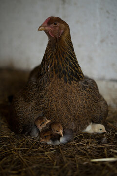Hen sheltering her small newborn chicks under wings in a rustic straw nest