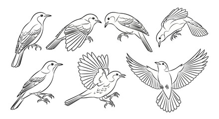 Obraz premium Set of sketch birds in various flying and sitting poses