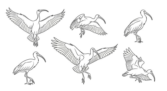 Ibis bird sketches in various poses, hand-drawn vector illustration