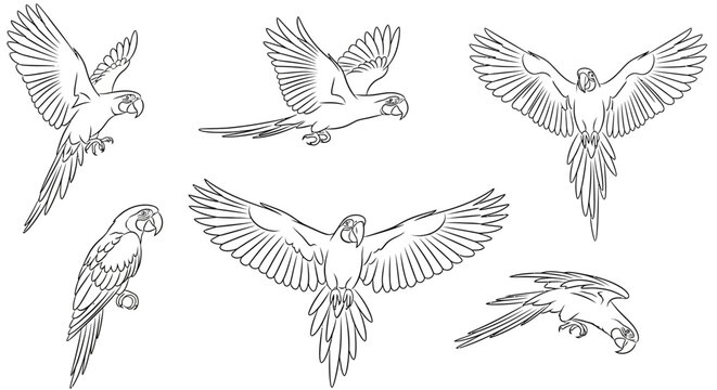 Set of flying macaw parrot line drawings in various poses