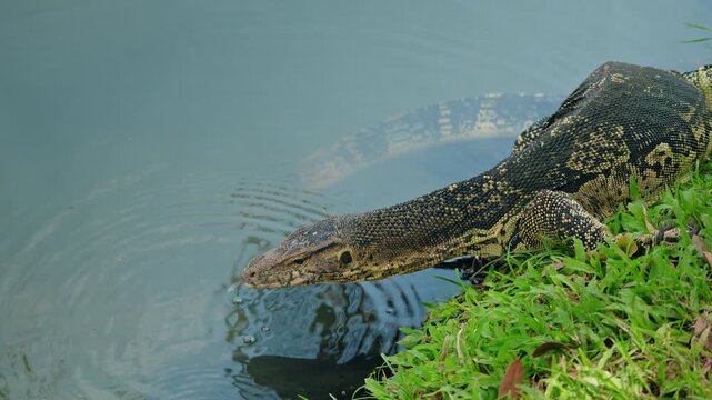 Asian water monitor lizard drinking water near pond in Lumphini Park Bangkok, exotic reptile wildlife in Thailand