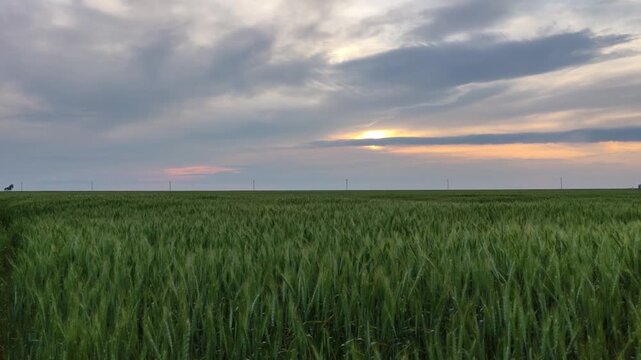 Beautiful sunset with big clouds over a field of large green wheat in summer, sunset over the field