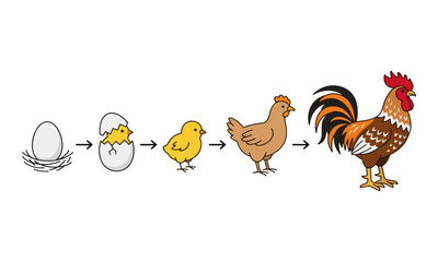 Chicken Life Cycle Sequence from Egg to Rooster Illustration © Pemburu