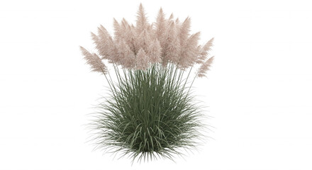 Obraz premium A bushy clump of pampas grass with fluffy, pale pinkish-beige plumes rising from a dense base of thin, sharp green leaves on a black background