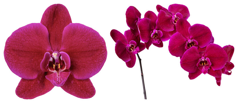 PNG Vibrant pink orchid blossoms element set on transparent background