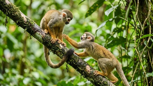 Two Squirrel Monkeys Interacting on a Mossy Tree Branch