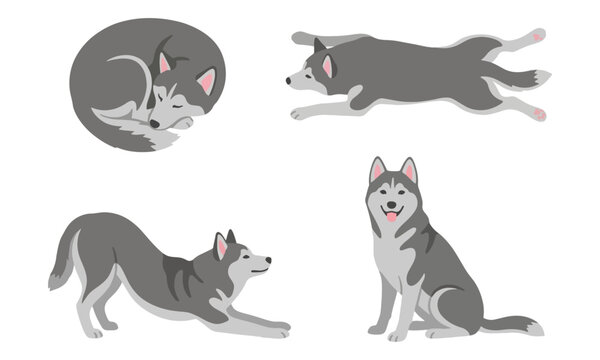 Siberian Husky Dog Set Poses Vector Illustration on White