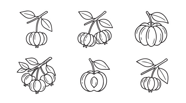 Botanical illustrations of cherries and ground cherries on branches with physalis botanical illustration isolated background agriculture