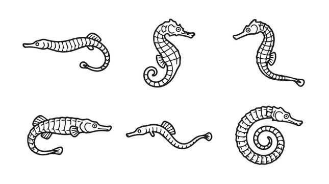Six seahorse and pipefish illustrations with line art seahorse pipefish wildlife illustration collection underwater biolology ichthyology vertebrate swimming vertical